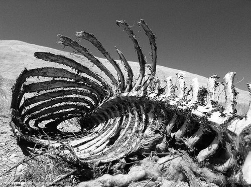 dead sheep - skeleton - rib cage, cadaver, carcass, carrion, dead, death valley, decomposed, rib cage, ribs, sheep, skeleton, spine