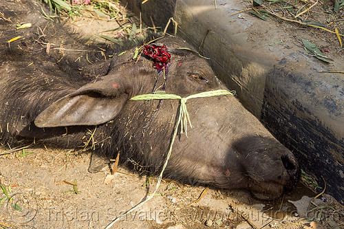 dead water buffalo after truck accident (india), accident, carcass, cow, crash, dead, injured, laying, road, water buffalo