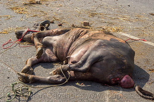 dead water buffalo killed in truck accident (india), accident, carcass, cow, crash, dead, injured, laying, men, road, water buffalo