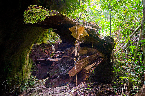 decaying tree trunk, bako, borneo, dead wood, decaying, kuching, malaysia, rotten, tree log, tree logging, tree trunk