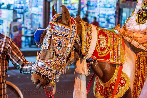 decorated horse at indian wedding (india), decorated horse, night, rishikesh, wedding