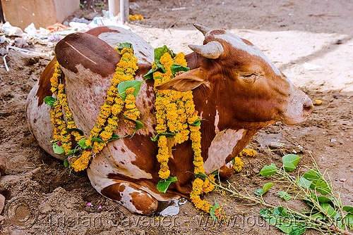 decorated street cow - sanawad (india), flower offerings, flowers, holy bull, holy cow, sacred bull, sanawad, street cow
