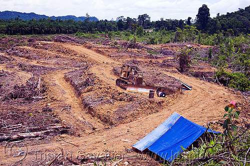 deforestation - cleared rain forest parcel prepared for plantation (borneo), borneo, bulldozer, deforestation, environment, logging, malaysia