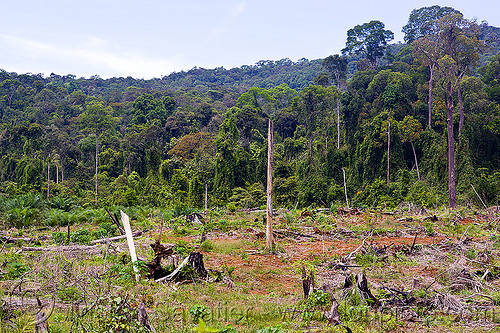 deforestation - rain forest cleared for plantation (borneo), borneo, clear cut, deforestation, environment, logging, malaysia, rain forest, tree stumps