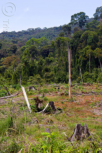 deforestation - rain forest destruction (borneo), borneo, clear cut, deforestation, environment, logging, malaysia, rain forest, tree stumps