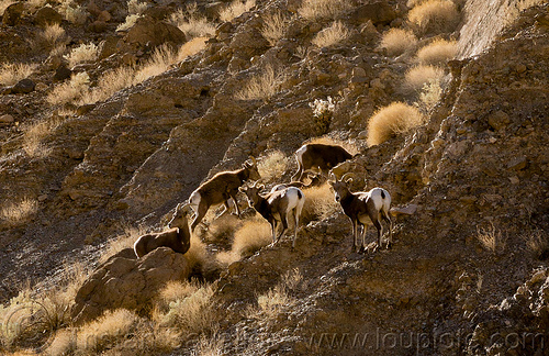 desert bighorn sheep, death valley, desert bighorn sheep, grotto canyon, wildlife