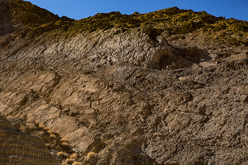 desert bighorn sheep - death valley, death valley, desert bighorn sheep, grotto canyon, wildlife