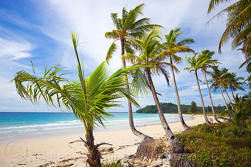 desert tropical beach with coconut tree row (borneo), beach, borneo, coconut palm, coconut trees, landscape, malaysia, ocean, palm trees, sand, sea, seashore, tree row