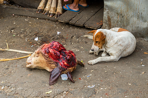 dog looking at severed cow head (india), beef, cow feet, cow head, dog, east khasi hills, meat market, meat shop, meghalaya, pynursla, raw meat, severed head