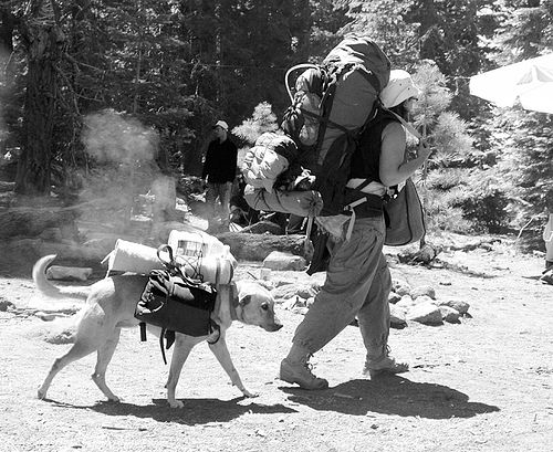 dog-with-backpack - rainbow gathering - hippie, backpacker, backpacks, dog backpack, hippie