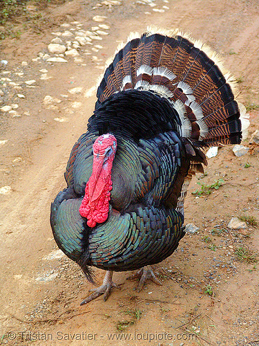 domestic turkey bird - gobbler, bird, bronze turkey, courtship, domestic turkey, galliformes, gobbler, meleagris gallopavo, poultry, turkey birds