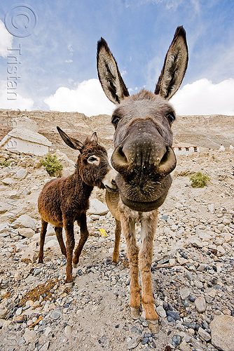 donkeys - nubra valley - ladakh (india), asinus, diskit, equus, feral donkeys, gompa, ladakh, nubra valley, snout, tibetan monastery