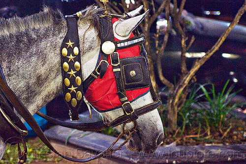 draft horse with bridle, hood and blinders, bridle, draft horse, draught horse, horse hood, horse mask, malioboro, night, white horse