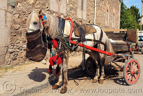 draft horse with feed bag, draft horse, draught horse, feed bag, horse carriage, horse cart, work horse