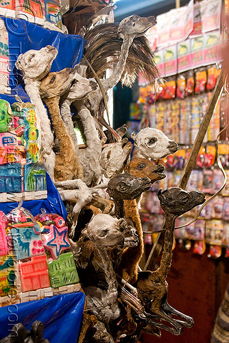 dried llama fetuses - witch market - la paz (bolivia), bolivia, dead, dried, dry, fetus, la paz, llamas, offerings, shop, street market, witch market