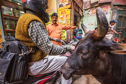 driving a motorcycle in india, men, motorcycle, narrow street, rider, riding, street cow, varanasi