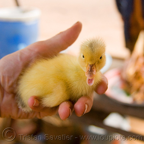 duckling in hand, baby animal, baby duck, bird, duckling, hand, poultry, yellow