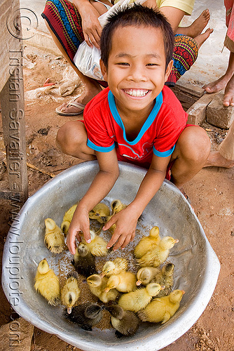 ducklings and kid (laos), baby animal, baby ducks, birds, boy, child, ducklings, kid, poultry
