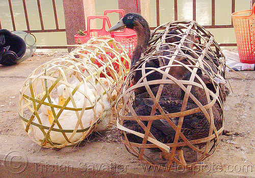 ducks in bamboo cages, bamboo cages, birds, cao bằng, ducks, live, poultry
