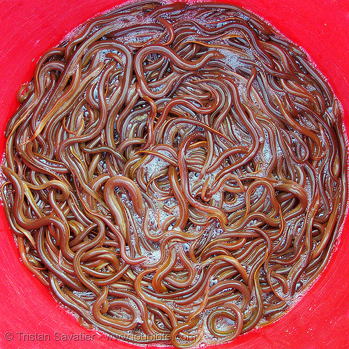 eel soup, eel soup, foodstuff, klingon gagh, lang sơn, live fish, river eels, river fishes, slimy, street market