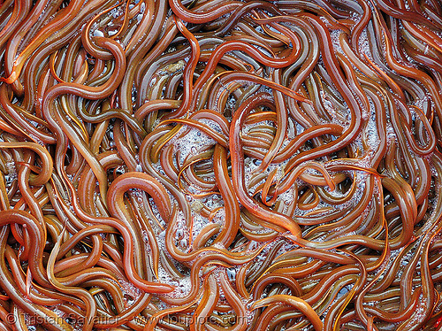 eels - street market (vietnam), eel soup, foodstuff, klingon gagh, lang sơn, live fish, river eels, river fishes, slimy, street market, tails