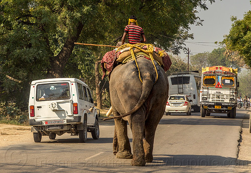 elephant and cars on road (india), asian elephant, cars, elephant riding, lorry, mahout, man, road, traffic, truck