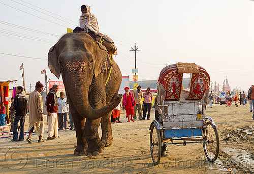 elephant and cycle rickshaw (india), asian elephant, cycle rickshaw, elephant riding, elephant trump, hindu pilgrimage, hinduism, kumbh mela, mahout, man