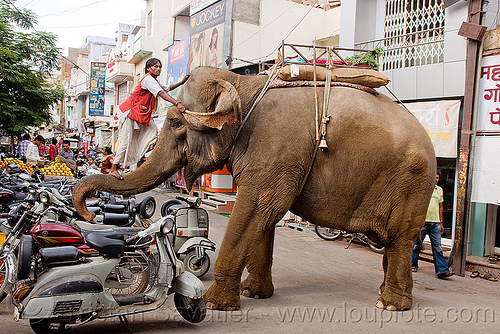 elephant and mahout on his trump, asian elephant, climb, climbing, elephant riding, elephant trump, mahout, man, motorcycles, scooters, vespa