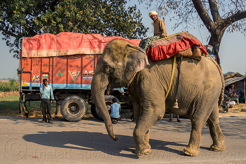 elephant and truck on road (india), asian elephant, elephant riding, lorry, mahout, man, road, truck