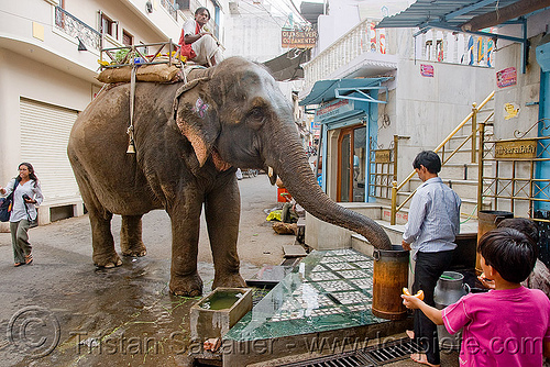 elephant drinking from bucket, asian elephant, bucket, drinking, elephant riding, mahout, man