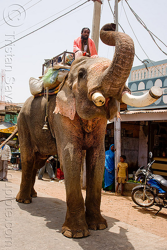elephant in the street (india), asian elephant, elephant riding, elephant tusks, mahout, man