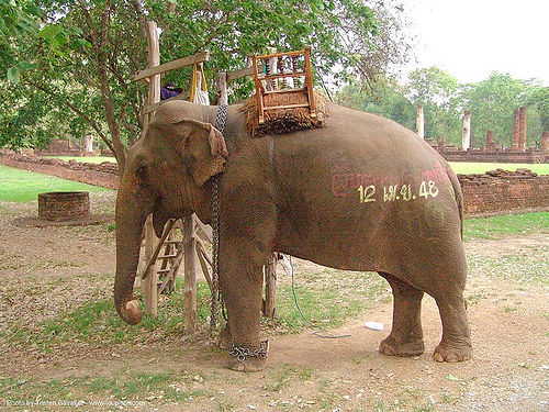 ช้าง - elephant - painted - thailand, asian elephant, elephant riding, painted, ช้าง