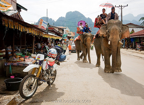 elephant riding - honda xr 250 - vang vieng (laos), 250cc, asian elephant, dual-sport, elephant riding, elephants, honda motorcycle, honda xr 250, mahout, man, motorcycle touring, road, vang vieng