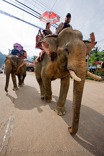 elephant riding - vang vieng (laos), asian elephant, elephant riding, elephants, mahout, man, vang vieng
