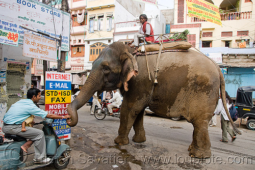 elephant with his mahout, asian elephant, elephant riding, mahout, men