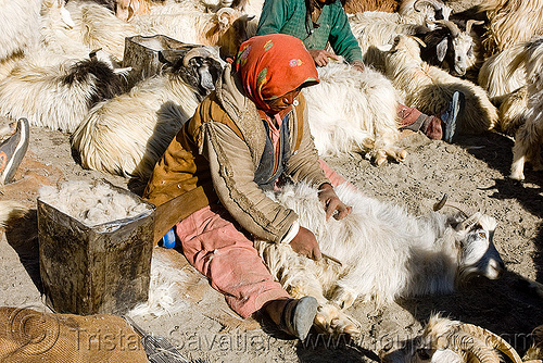 farmer combing goats - pangong lake - ladakh (india), changthangi, comb, combing, farmer, goats, indian woman, ladakh, pashmina, spangmik