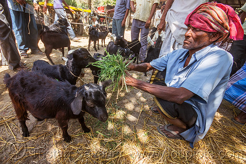 farmer feeding hay to baby goats (india), baby animal, cattle market, eating, farmer, feeding, goat kids, goats, hay, headwear, man, west bengal