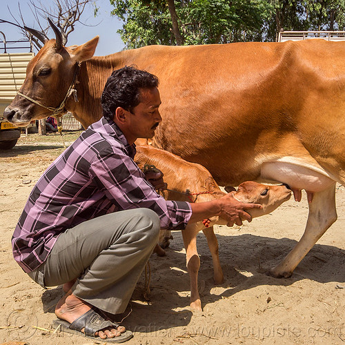 farmer holding calf near cow nipples, baby animal, baby cow, calf, cattle market, farmer, indian man, nipples, suckling, west bengal