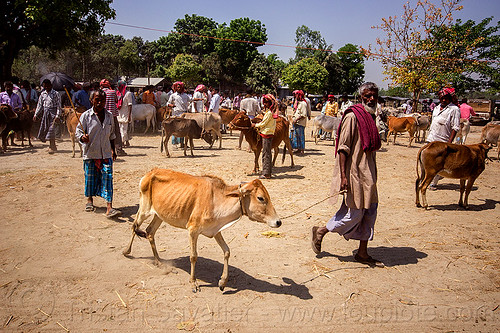 farmer with skinny cow at cattle market (india), cattle market, cows, crowd, leash, rope, skinny, walking, west bengal