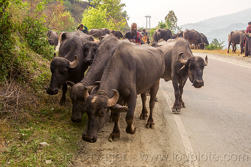 farmers walking their herd of water buffaloes on the road (india), cows, herd, man, road, walking, water buffaloes