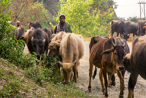 farmers walking their water buffaloes and cows on the road (india), cows, herd, man, road, walking, water buffaloes