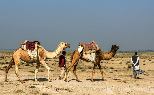 farmers walking with their camels (india), camel muzzle, double hump camels, flood plain, men, sand, walking