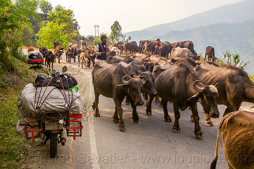 farmers with their herd of water buffaloes and cows on road (india), cows, herd, luggage rack, man, motorcycle touring, road, royal enfield bullet, sacks, walking, water buffaloes