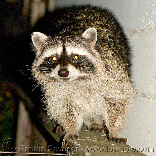 fearless raccoon in my backyard at night (san francisco), coon, mapache, night, nocturnal, procyon lotor, raccoon, urban wildlife