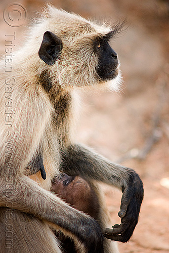 female langur monkey breastfeeding baby (india), baby animal, baby monkey, black-faced monkey, breastfeeding, gray langur, mother, nursing, semnopithecus entellus, suckling, wildlife