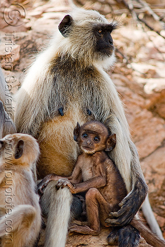 female langur nursing baby monkey (india), baby animal, baby monkey, black-faced monkey, gray langur, mother, nursing, semnopithecus entellus, suckling, wildlife