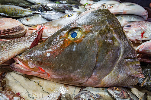 fish head (philippines), baguio, cut, fish head, fish market, fishes, fresh fish, raw fish