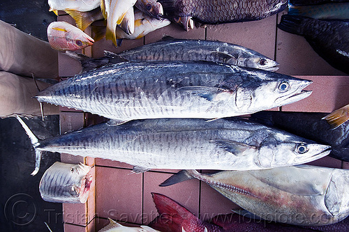 fish market, borneo, fish market, fishes, food, fresh fish, mackerel, malaysia, raw fish, seafood