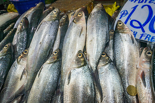 fish market - baguio (philippines), baguio, fish market, fishes, fresh fish, raw fish, stall