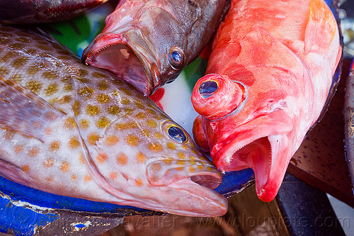 fishes at market, fish market, fishes, flores island, fresh fish, raw fish